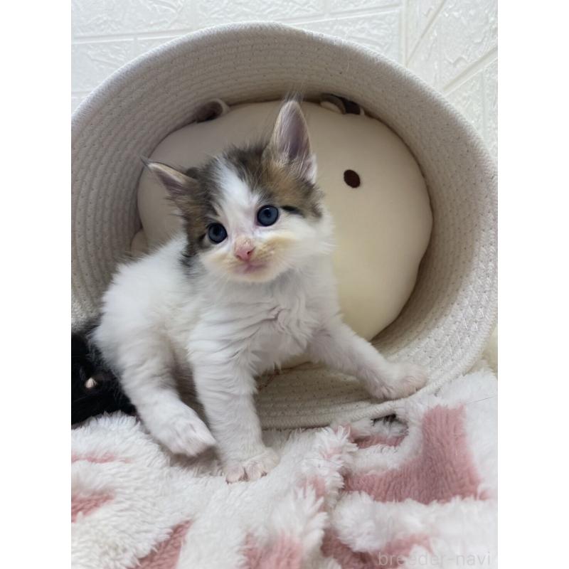 販売中の埼玉県のメインクーン-132771の5枚目