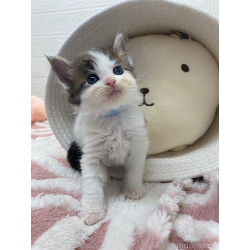 販売中の埼玉県のメインクーン-132771の4枚目