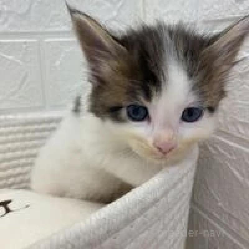 販売中の埼玉県のメインクーン-132771の3枚目