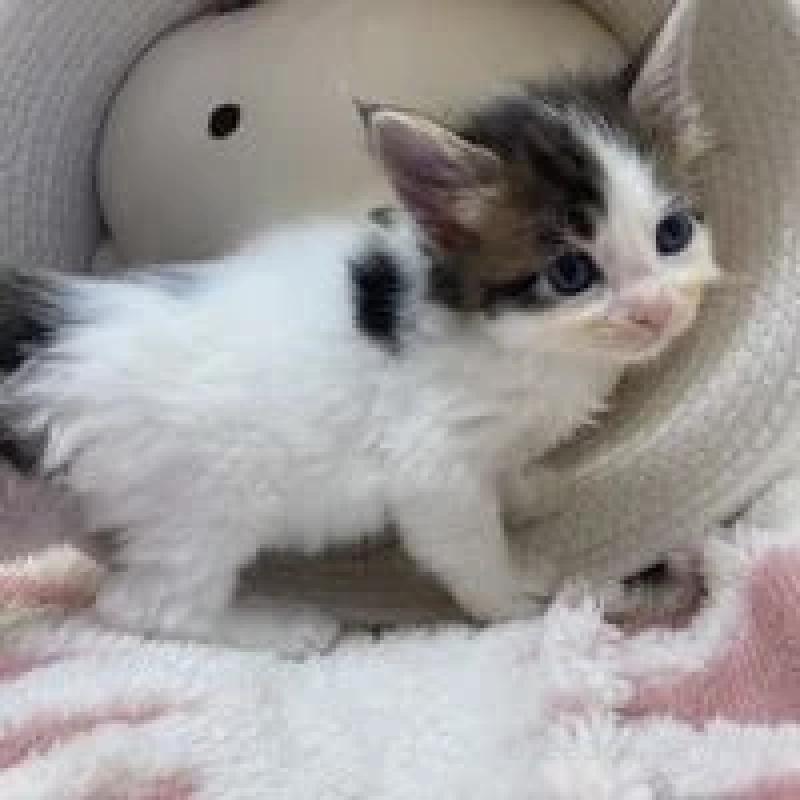 販売中の埼玉県のメインクーン-132771の2枚目