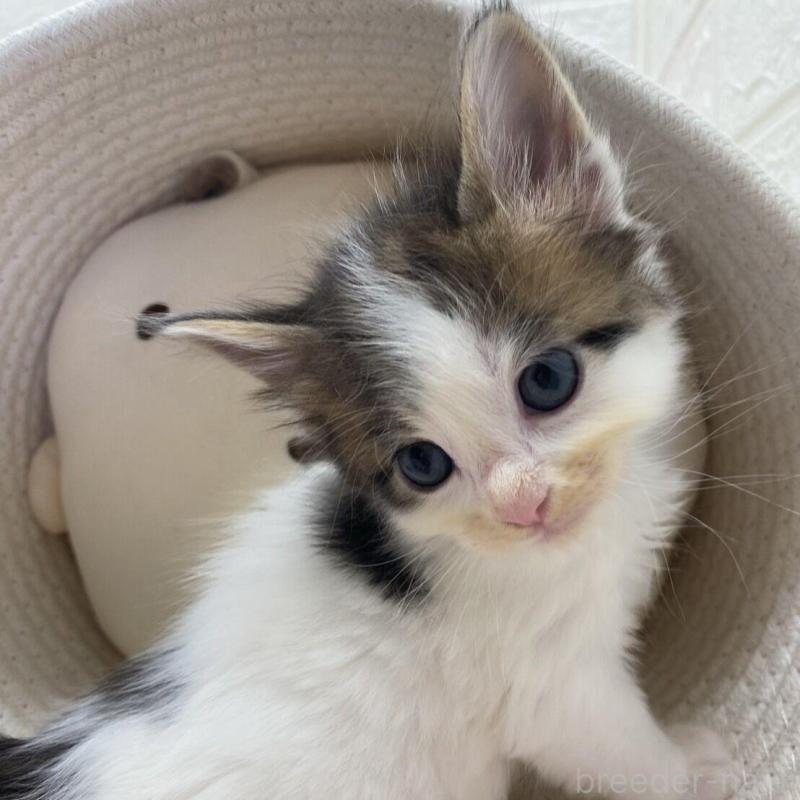 販売中の埼玉県のメインクーン-132771の1枚目