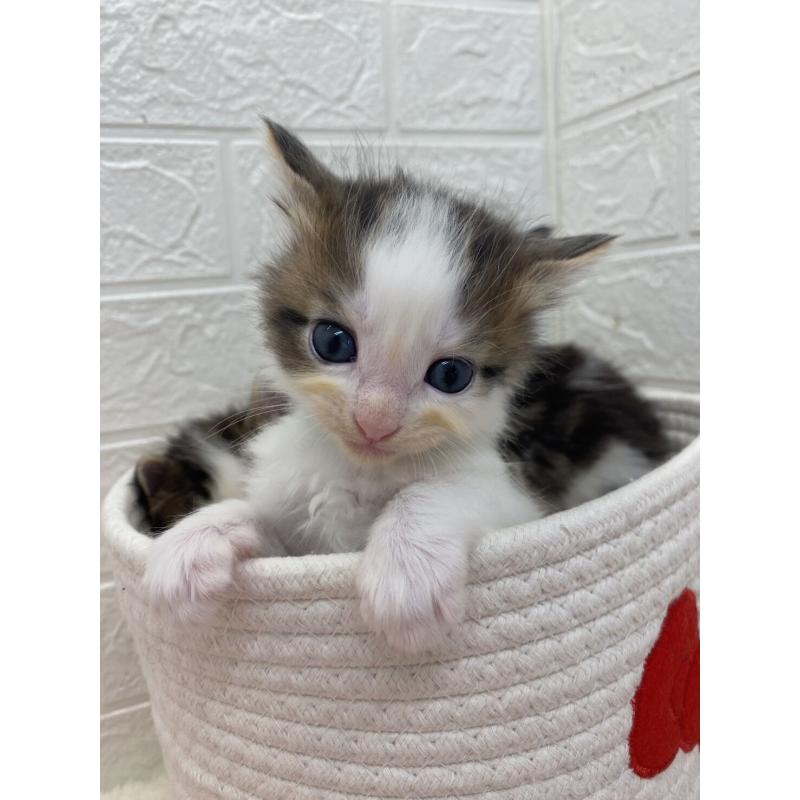 販売中の埼玉県のメインクーン-132774の12枚目