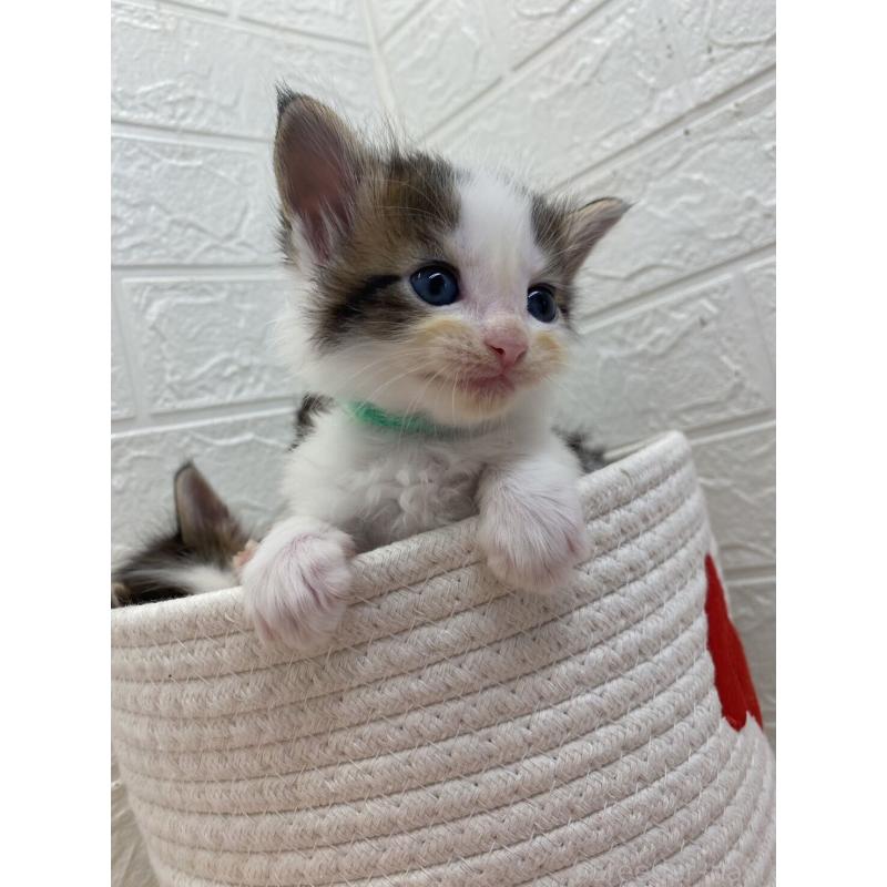 販売中の埼玉県のメインクーン-132774の11枚目