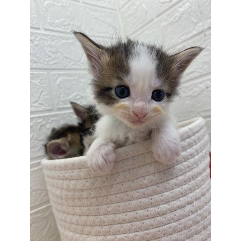 販売中の埼玉県のメインクーン-132774の10枚目