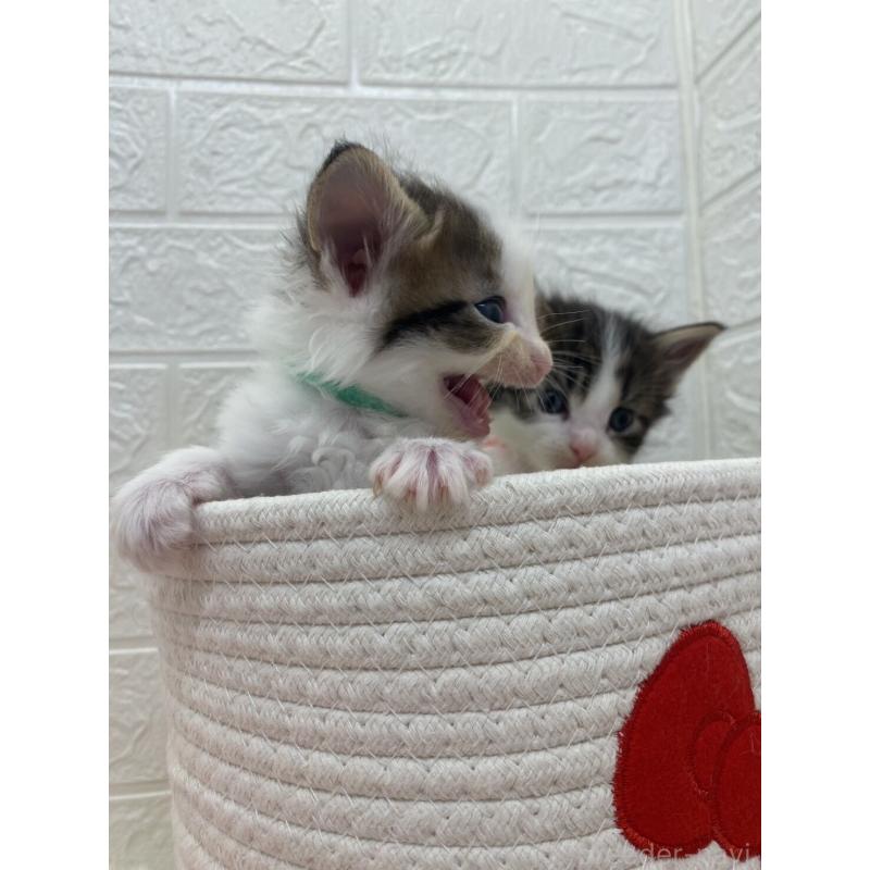 販売中の埼玉県のメインクーン-132774の9枚目