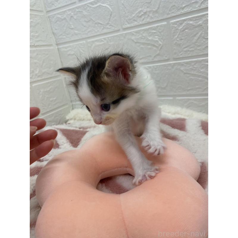 販売中の埼玉県のメインクーン-132774の8枚目