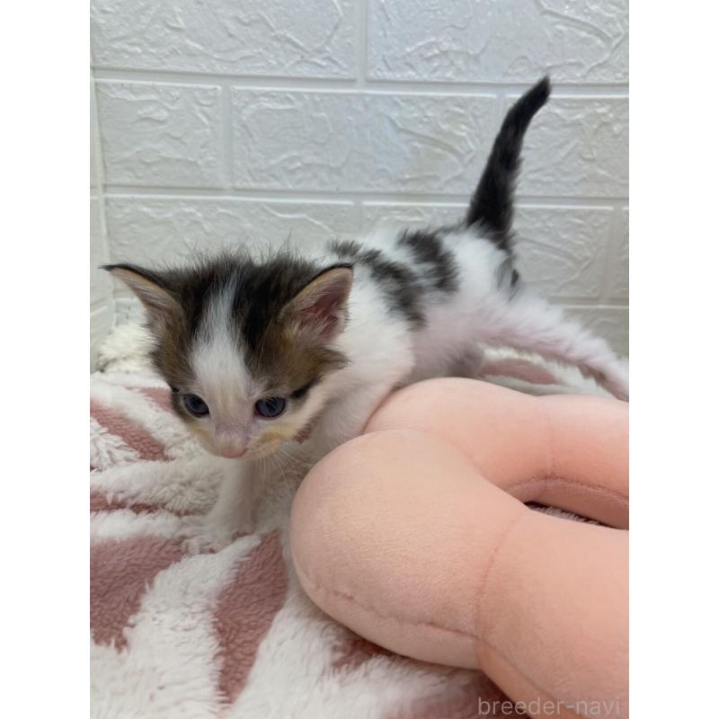 販売中の埼玉県のメインクーン-132774の7枚目