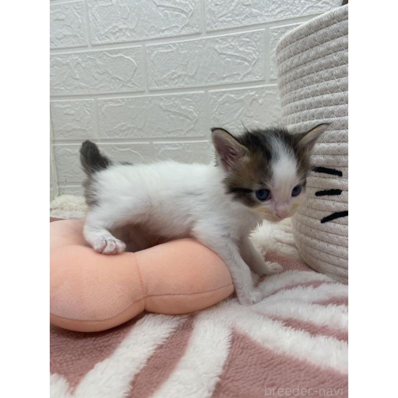 販売中の埼玉県のメインクーン-132774の6枚目