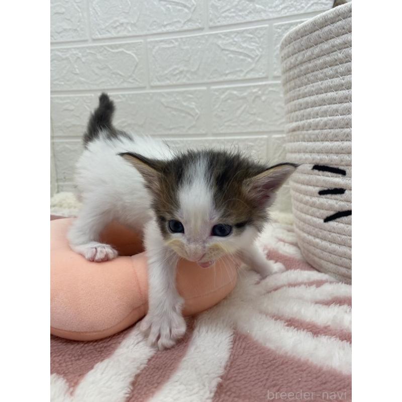 販売中の埼玉県のメインクーン-132774の5枚目