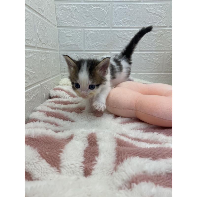 販売中の埼玉県のメインクーン-132774の4枚目