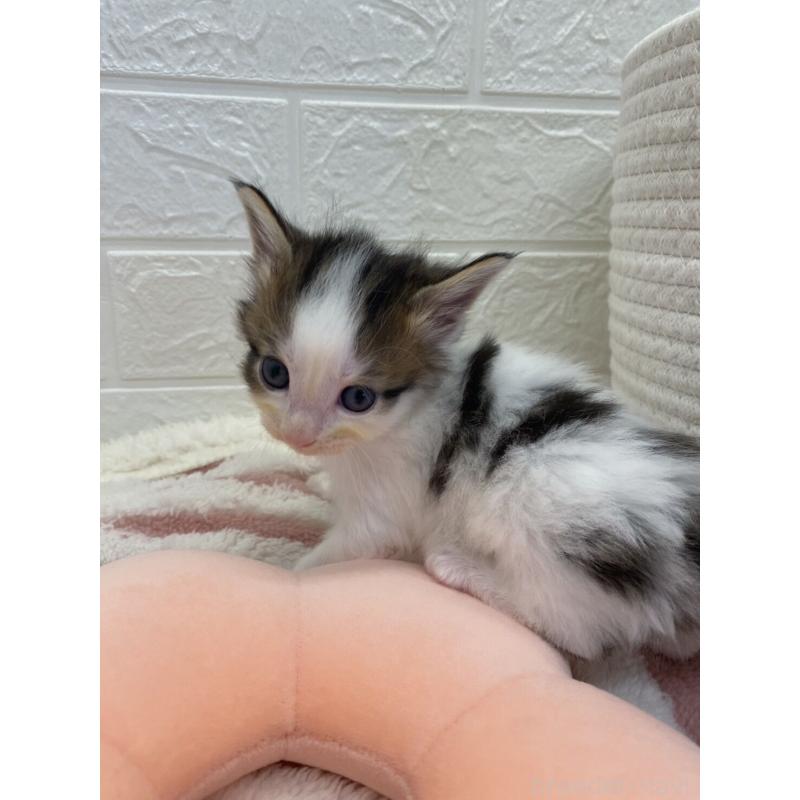 販売中の埼玉県のメインクーン-132774の3枚目