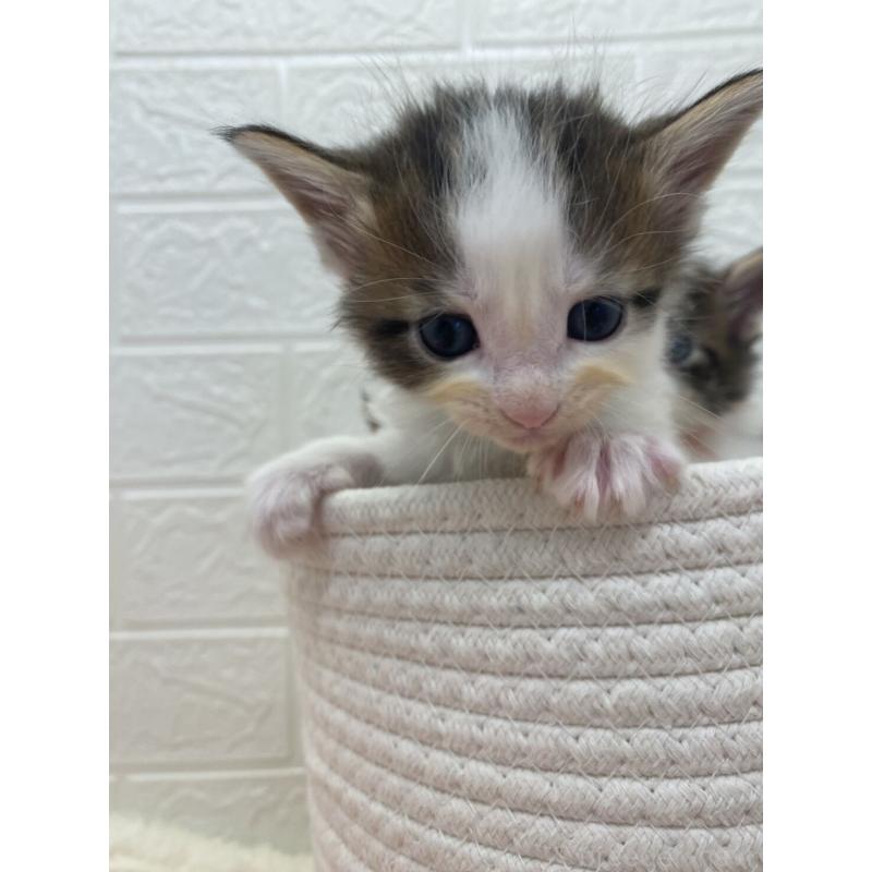 販売中の埼玉県のメインクーン-132774の2枚目