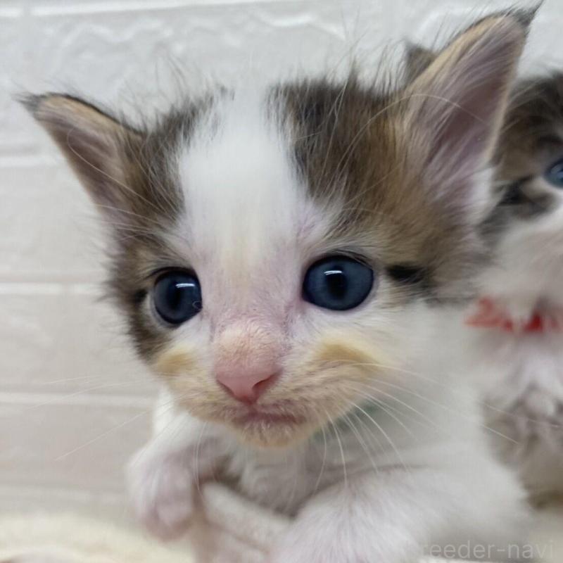 販売中の埼玉県のメインクーン-132774の1枚目