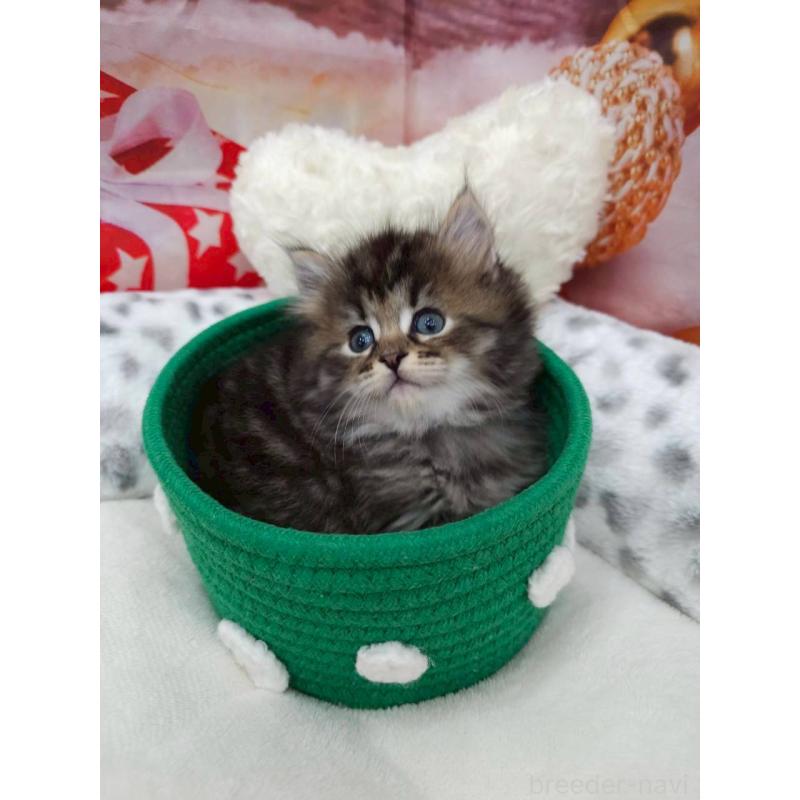 販売中の埼玉県のサイベリアン-132772の6枚目