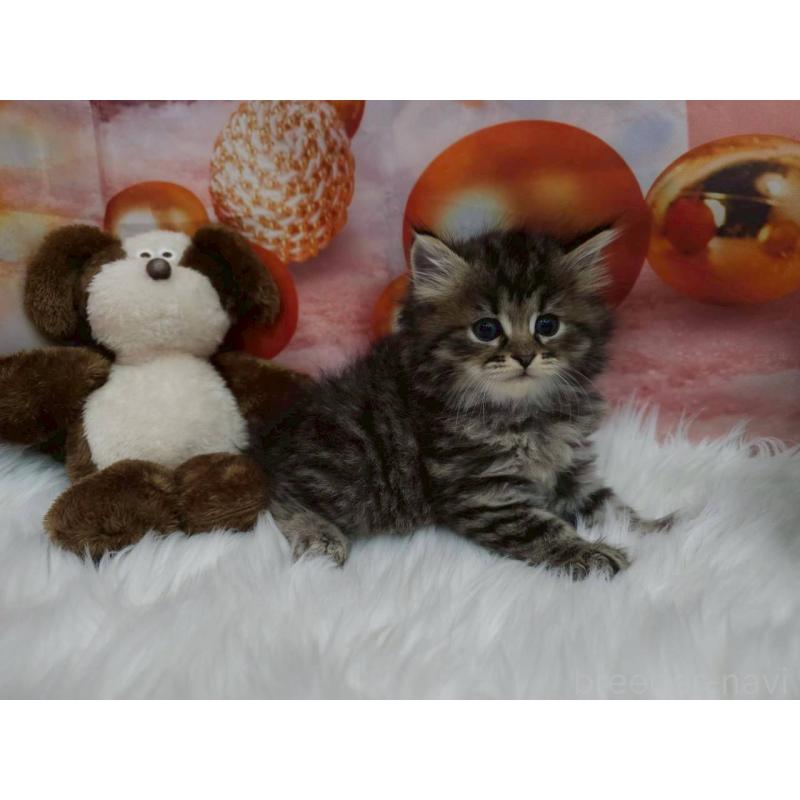 販売中の埼玉県のサイベリアン-132772の5枚目