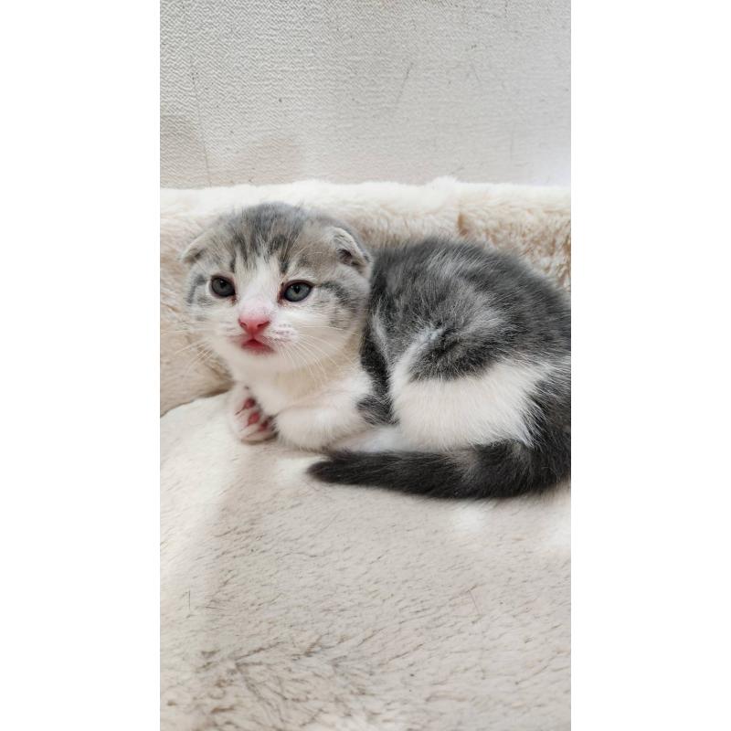 販売中の鹿児島県のスコティッシュフォールド(折れ耳)-132773の6枚目