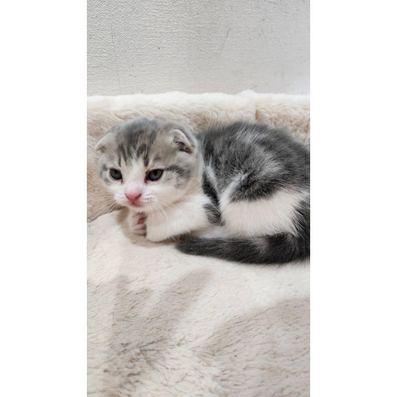 販売中の鹿児島県のスコティッシュフォールド(折れ耳)-132773の5枚目