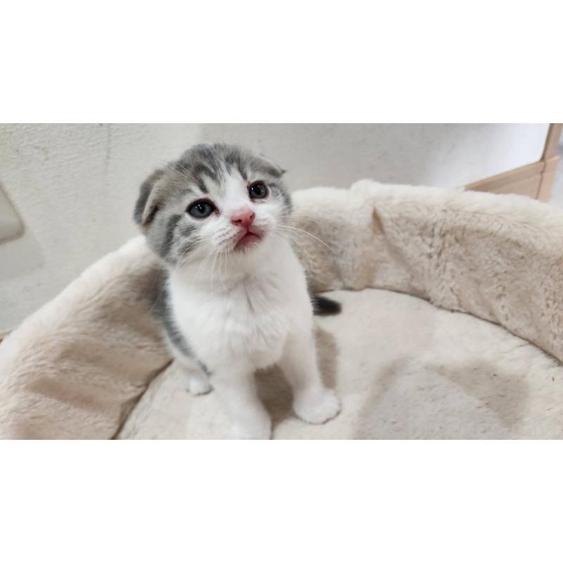販売中の鹿児島県のスコティッシュフォールド(折れ耳)-132773の4枚目