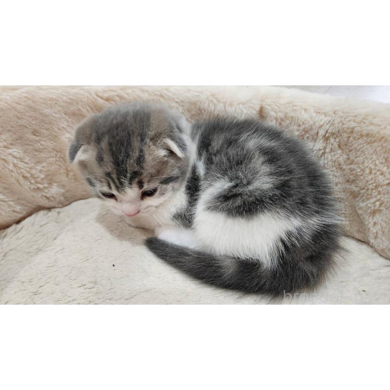 販売中の鹿児島県のスコティッシュフォールド(折れ耳)-132773の3枚目