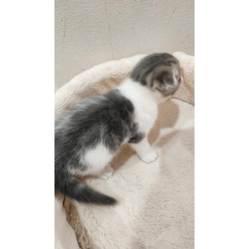 販売中の鹿児島県のスコティッシュフォールド(折れ耳)-132773の2枚目