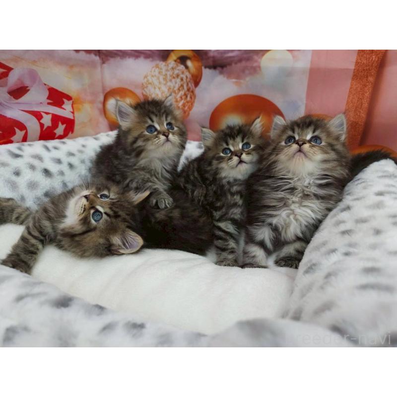 販売中の埼玉県のサイベリアン-132772の4枚目