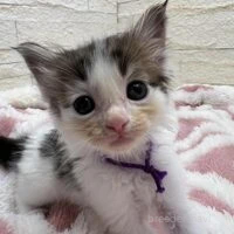 販売中の埼玉県のメインクーン-132775の20枚目