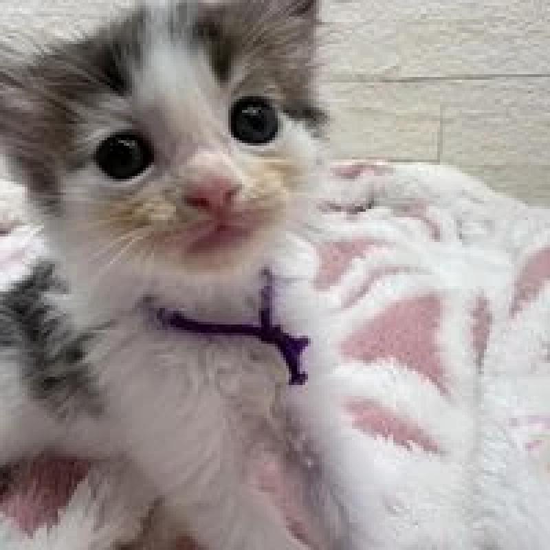 販売中の埼玉県のメインクーン-132775の19枚目