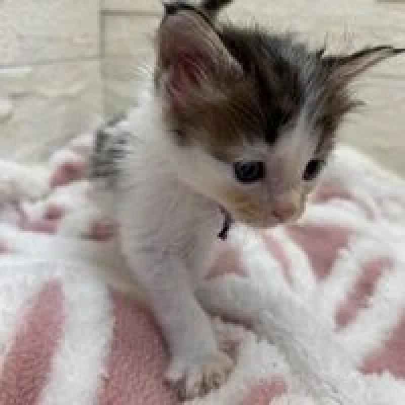 販売中の埼玉県のメインクーン-132775の18枚目