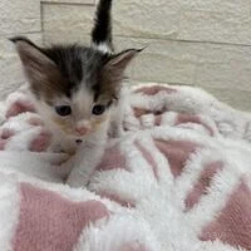 販売中の埼玉県のメインクーン-132775の17枚目