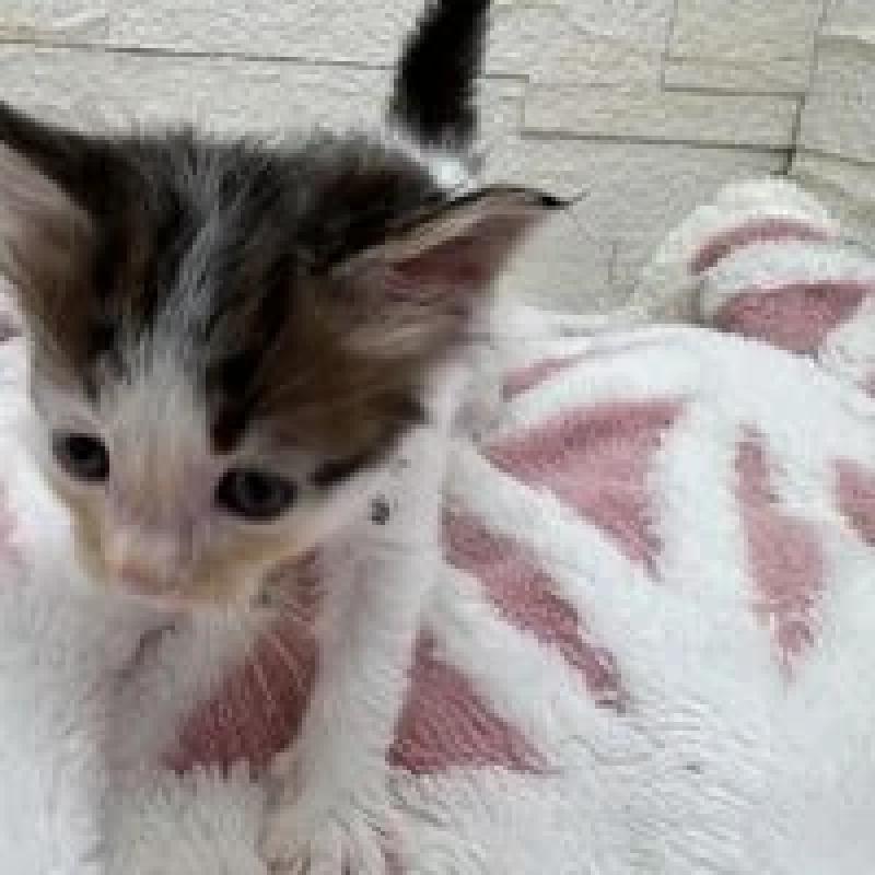 販売中の埼玉県のメインクーン-132775の16枚目