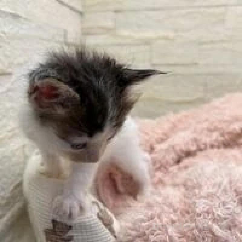 販売中の埼玉県のメインクーン-132775の15枚目