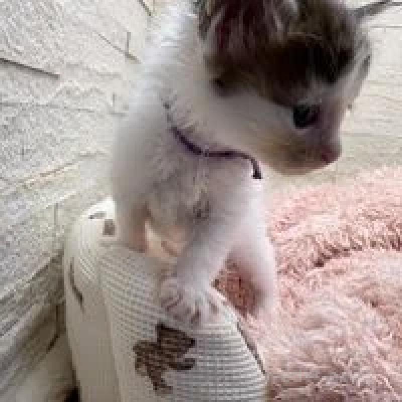 販売中の埼玉県のメインクーン-132775の14枚目