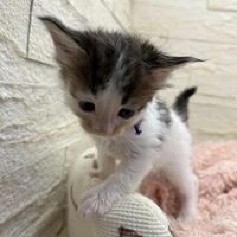 販売中の埼玉県のメインクーン-132775の13枚目