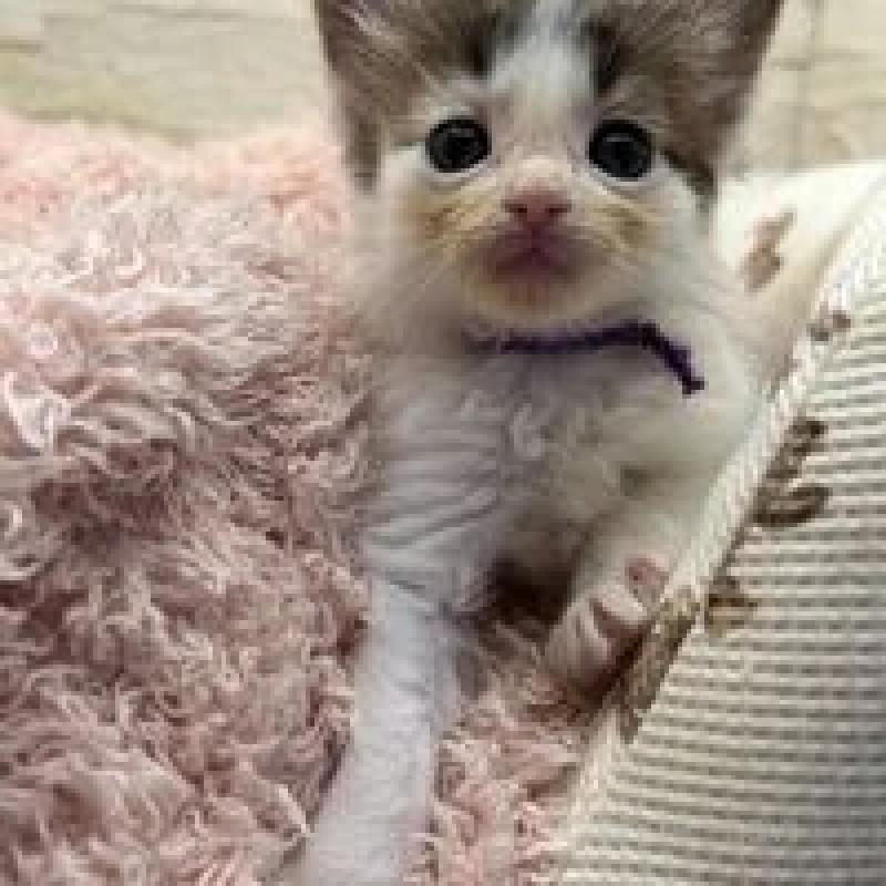 販売中の埼玉県のメインクーン-132775の12枚目