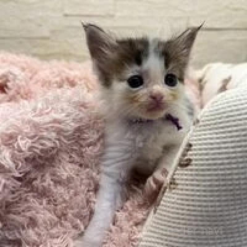 販売中の埼玉県のメインクーン-132775の11枚目