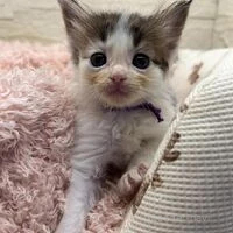 販売中の埼玉県のメインクーン-132775の10枚目