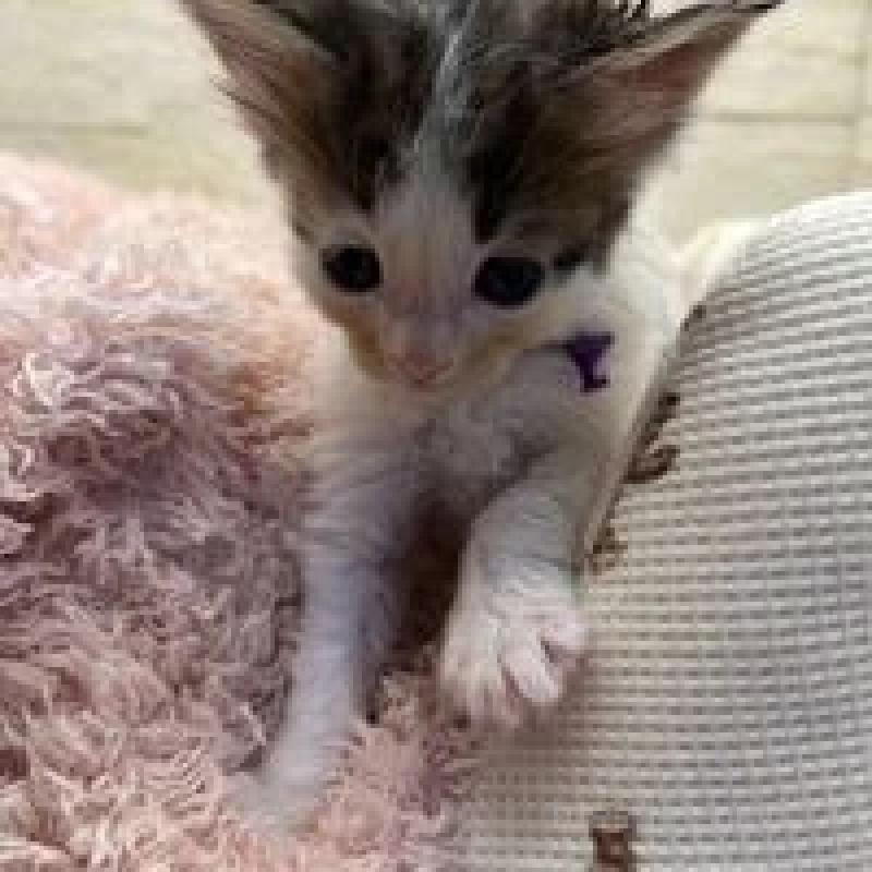 販売中の埼玉県のメインクーン-132775の9枚目