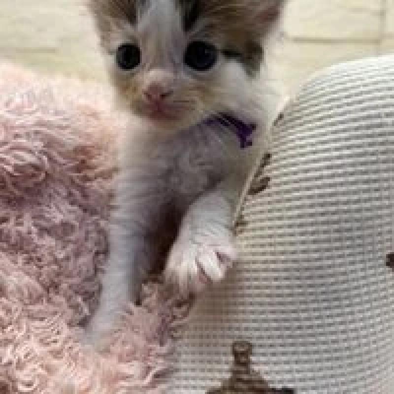 販売中の埼玉県のメインクーン-132775の8枚目