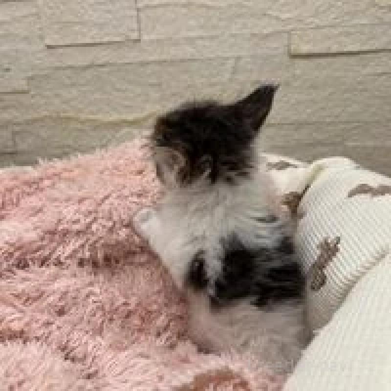 販売中の埼玉県のメインクーン-132775の7枚目