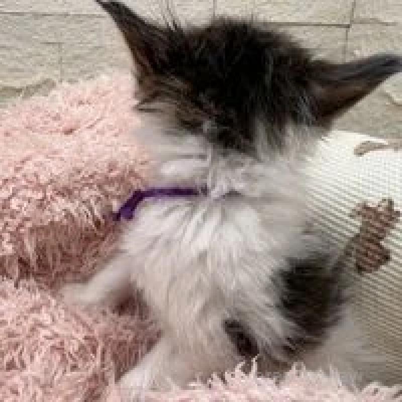 販売中の埼玉県のメインクーン-132775の6枚目