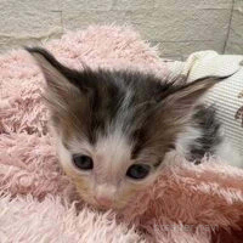 販売中の埼玉県のメインクーン-132775の5枚目