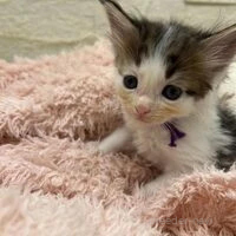 販売中の埼玉県のメインクーン-132775の4枚目