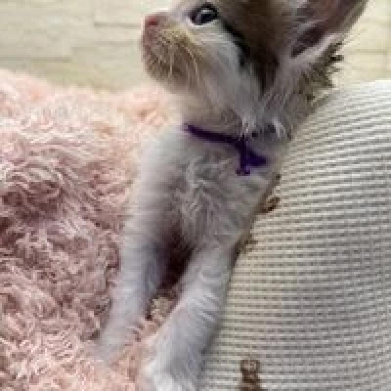 販売中の埼玉県のメインクーン-132775の3枚目