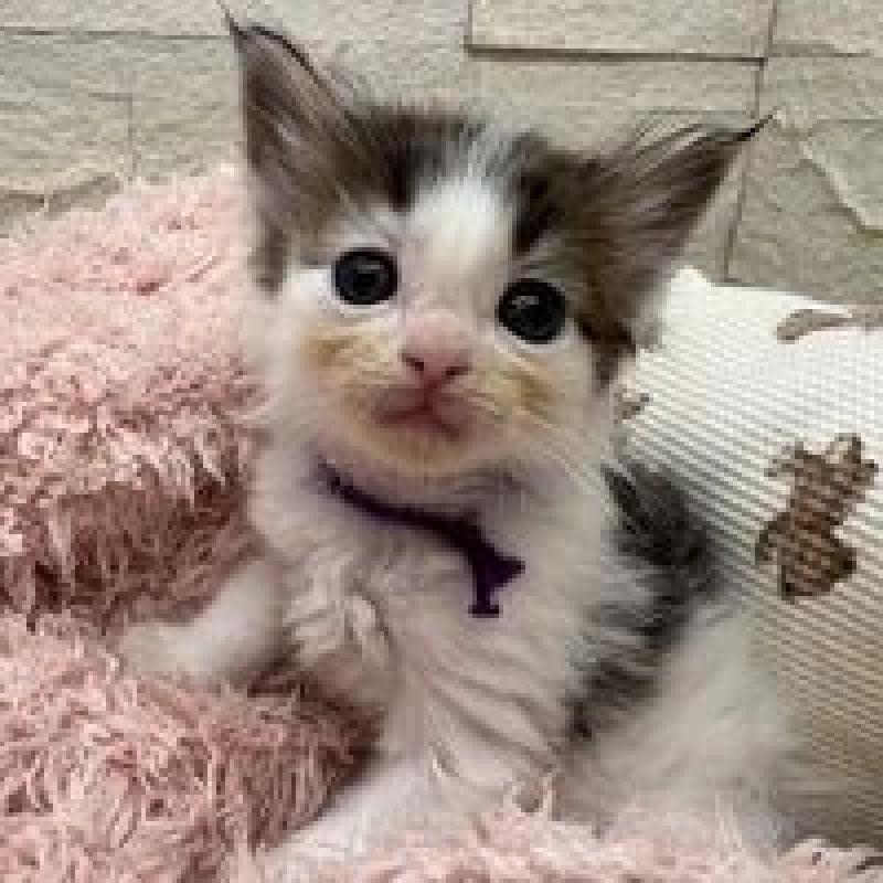 販売中の埼玉県のメインクーン-132775の2枚目