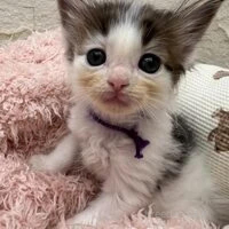 販売中の埼玉県のメインクーン-132775