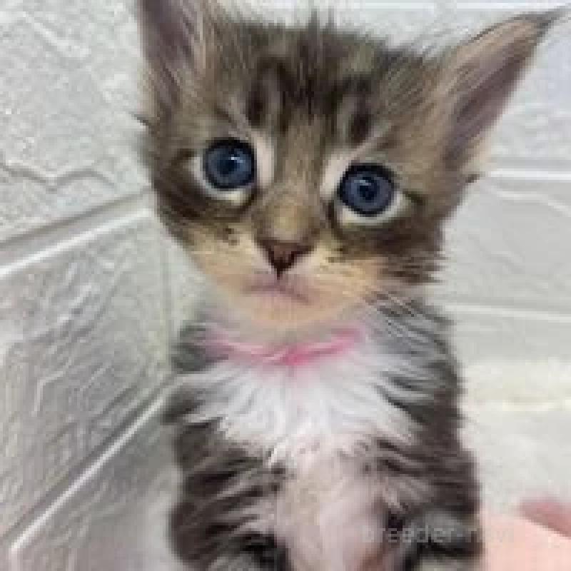 販売中の埼玉県のメインクーン-132776の11枚目