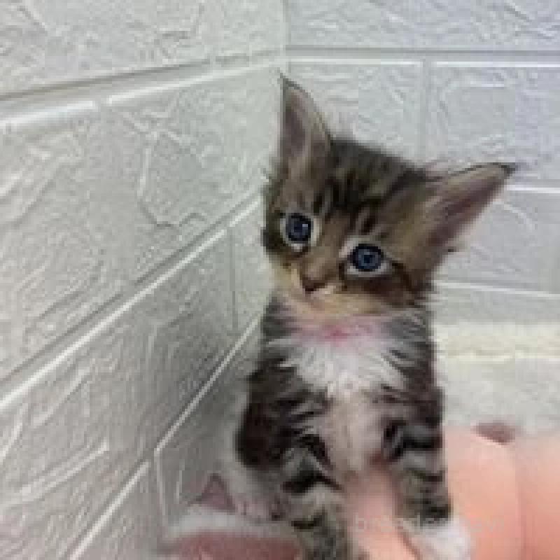 販売中の埼玉県のメインクーン-132776の9枚目