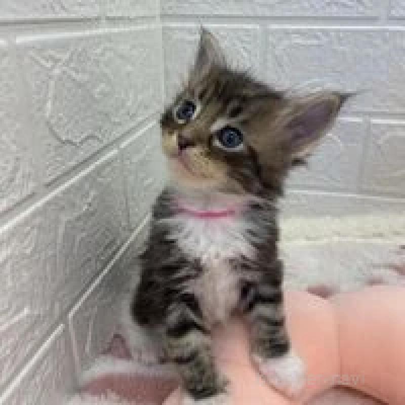 販売中の埼玉県のメインクーン-132776の10枚目