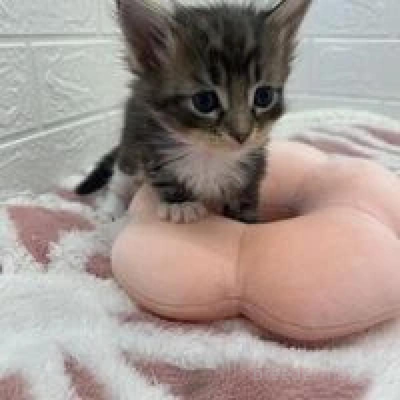 販売中の埼玉県のメインクーン-132776の7枚目