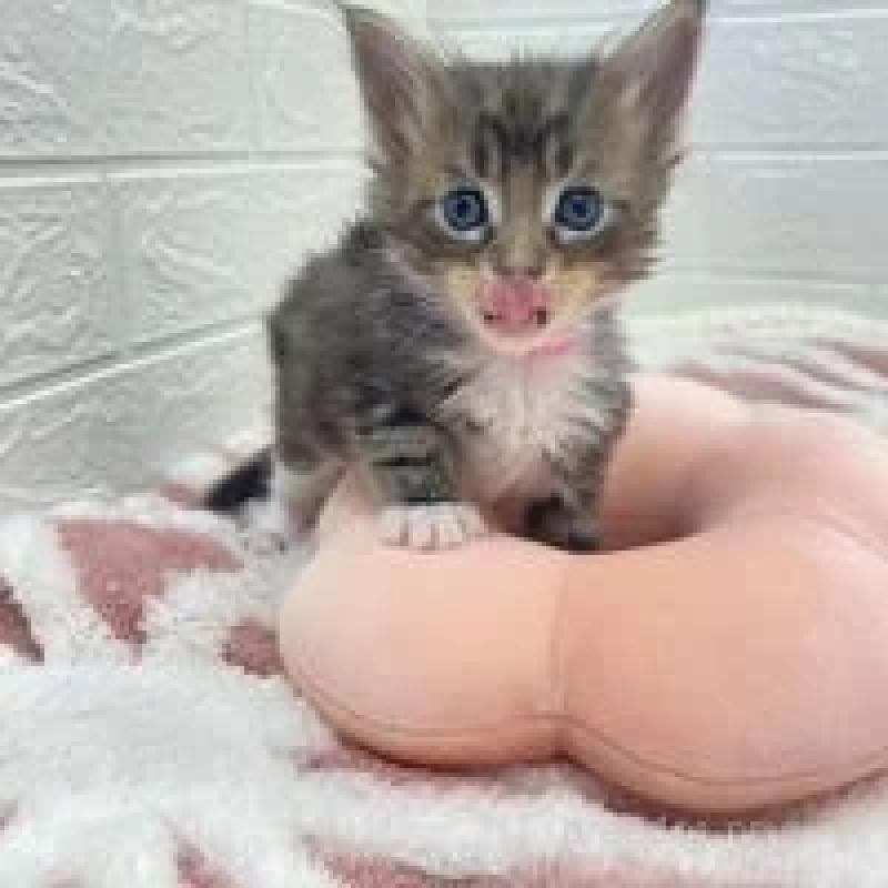 販売中の埼玉県のメインクーン-132776の8枚目